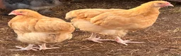 Chickens poultry for sale: Pure Breed Cockerels  - Advert 4