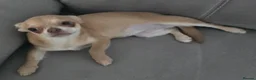 Chihuahua dogs for sale: KC Fawn Girl  - Advert 3