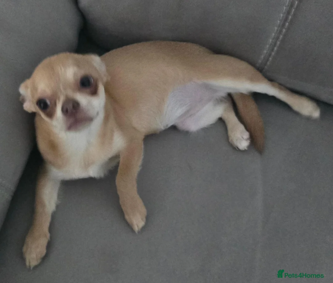Chihuahua dogs for sale: KC Fawn Girl  - Advert 3