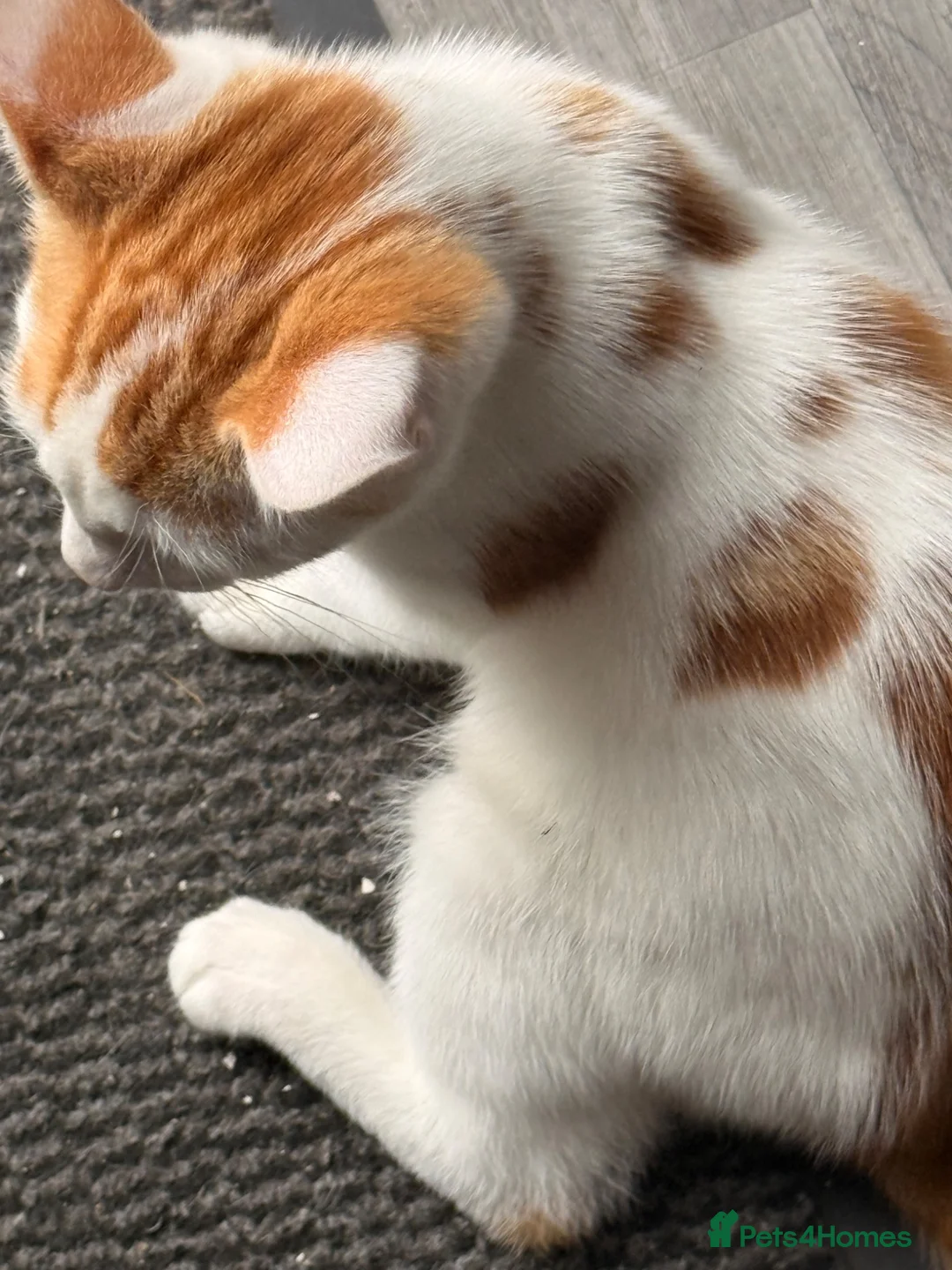 Mixed Breed cats for sale: KITTENS FOR SALE IN THE WEMBLEY AREA in Wembley - Advert 6