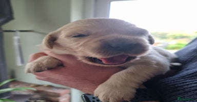 Golden Retriever dogs - Advert 3