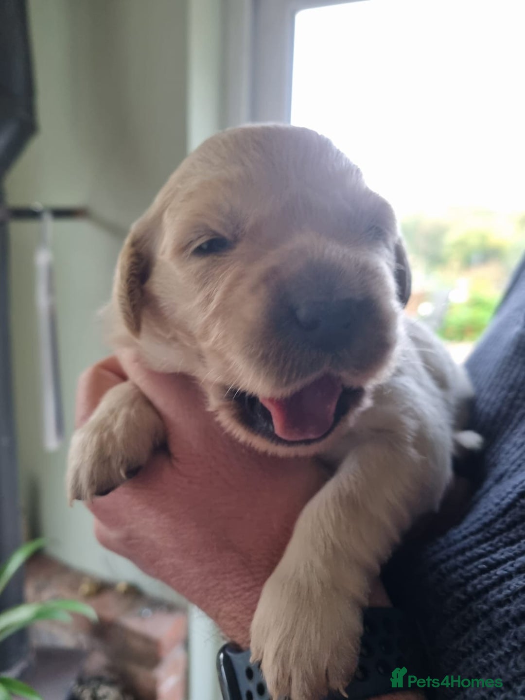 Golden Retriever dogs for sale: Big Boned Golden Retiever Puppies - Image 2