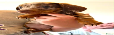 Dapple MALE