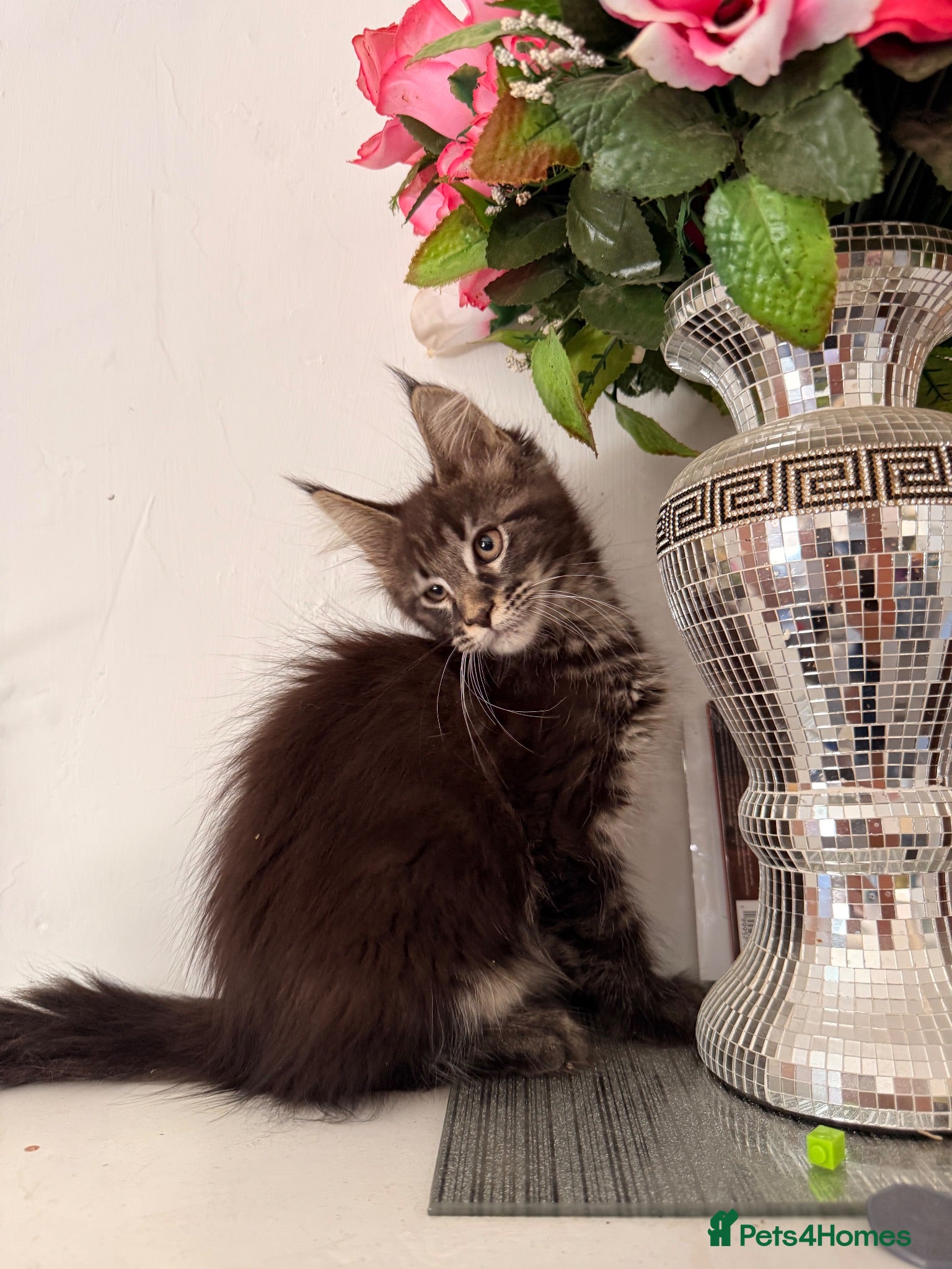 Maine Coon cats TICA registered Maine coon kittens  - Advert 1