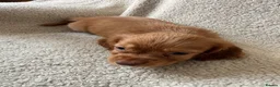 Cocker Spaniel dogs for sale: Kc registered workingline cocker spaniels  - Advert 7