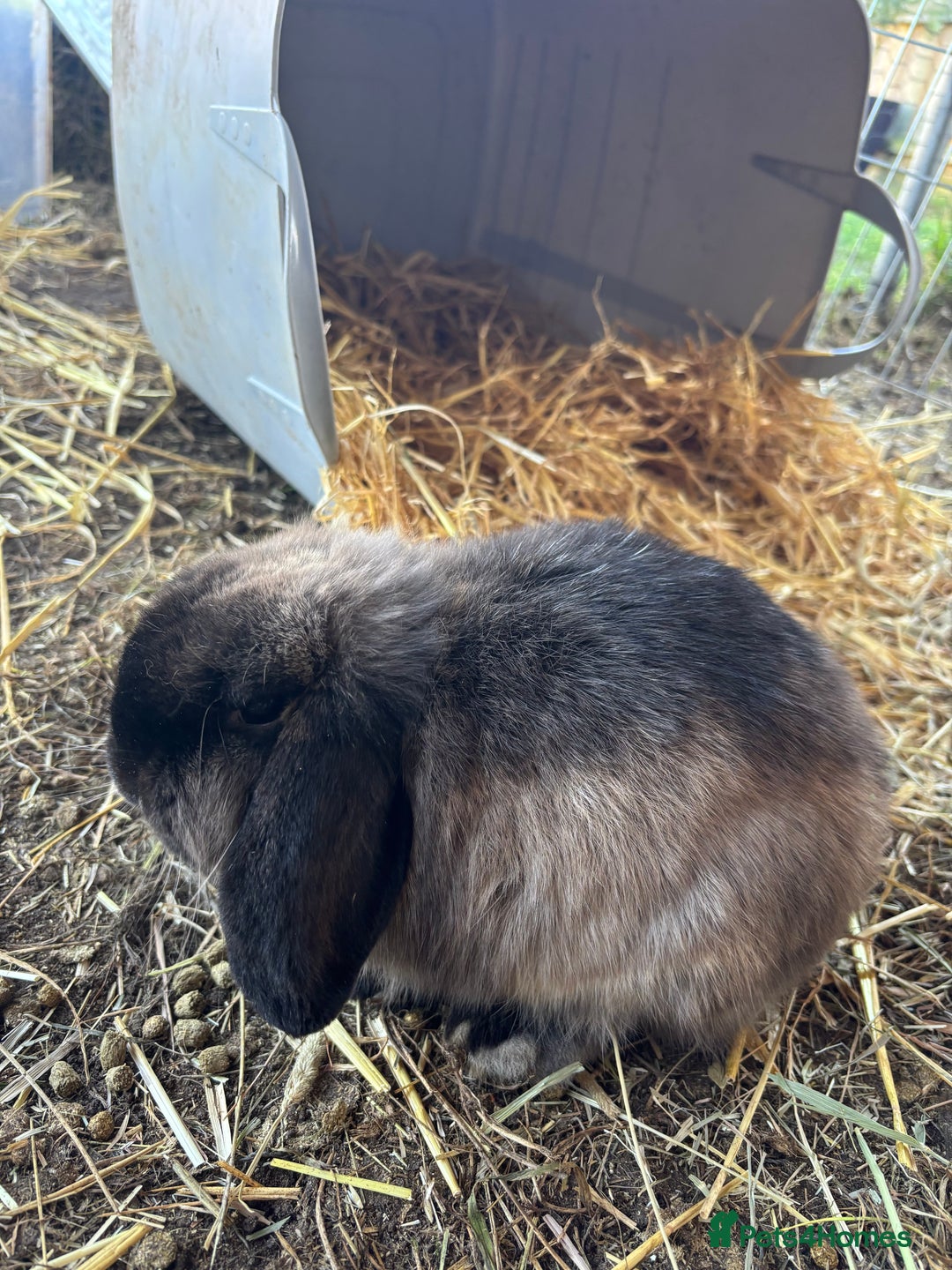 Mini Lop rabbits for sale: 3 male mini lop rabbits  - Advert 3
