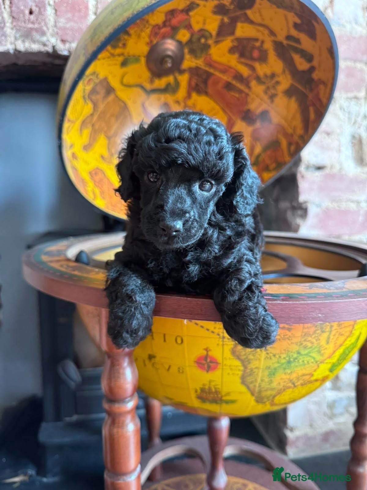 Toy Poodle dogs KC Reg True size Toy poodles - Advert 5