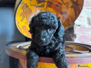 Toy Poodle dogs KC Reg True size Toy poodles - Advert 5