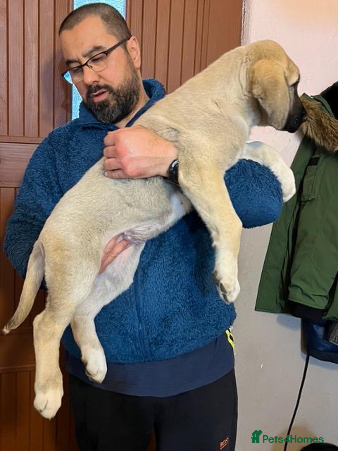 Anatolian Shepherd dogs for sale: Malakli Puppies - Image 24