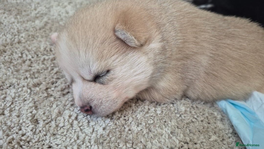 Pomsky dogs for sale: 🐾 New Year Pomsky Puppies – Mini Husky 🐾 - Advert 14