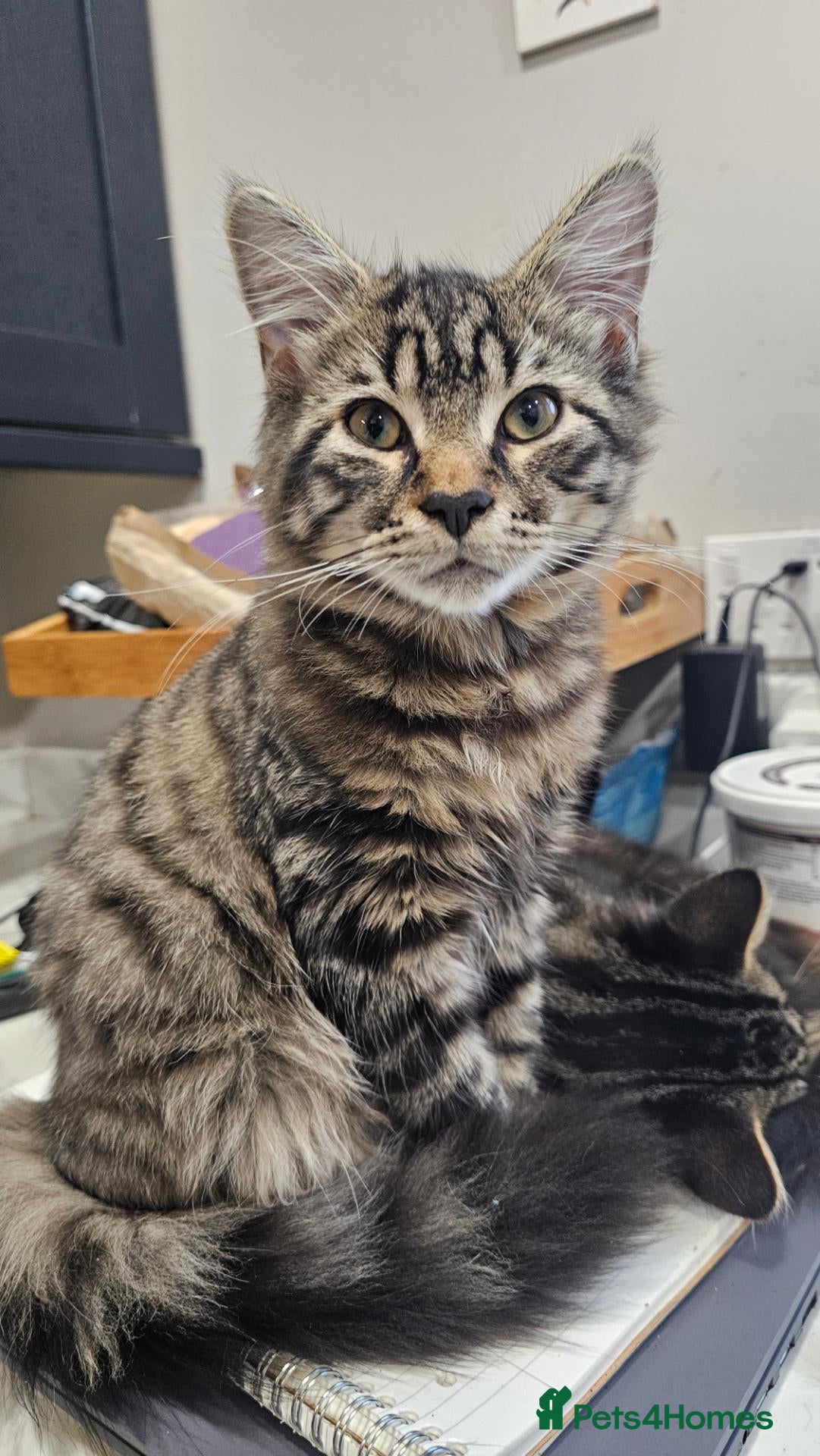 Mixed Breed cats for sale: Maine coon x tabby - stunning fluffy kittens.. - Advert 1