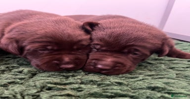 Labrador Retriever dogs - Advert 15