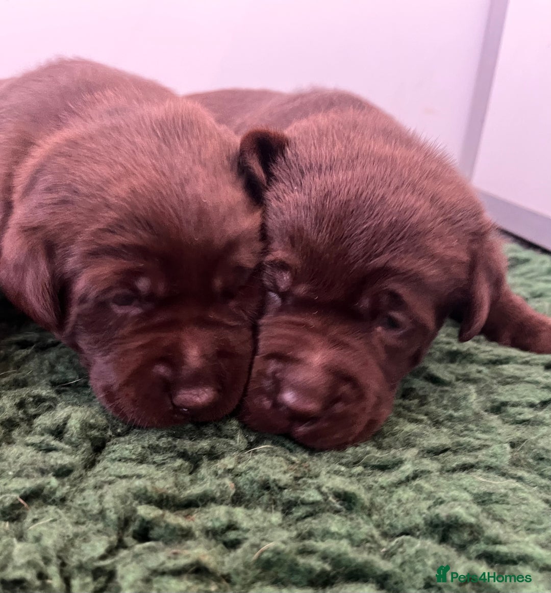 Labrador Retriever dogs for sale: Fully health tested working chocolate Labradors. - Image 1