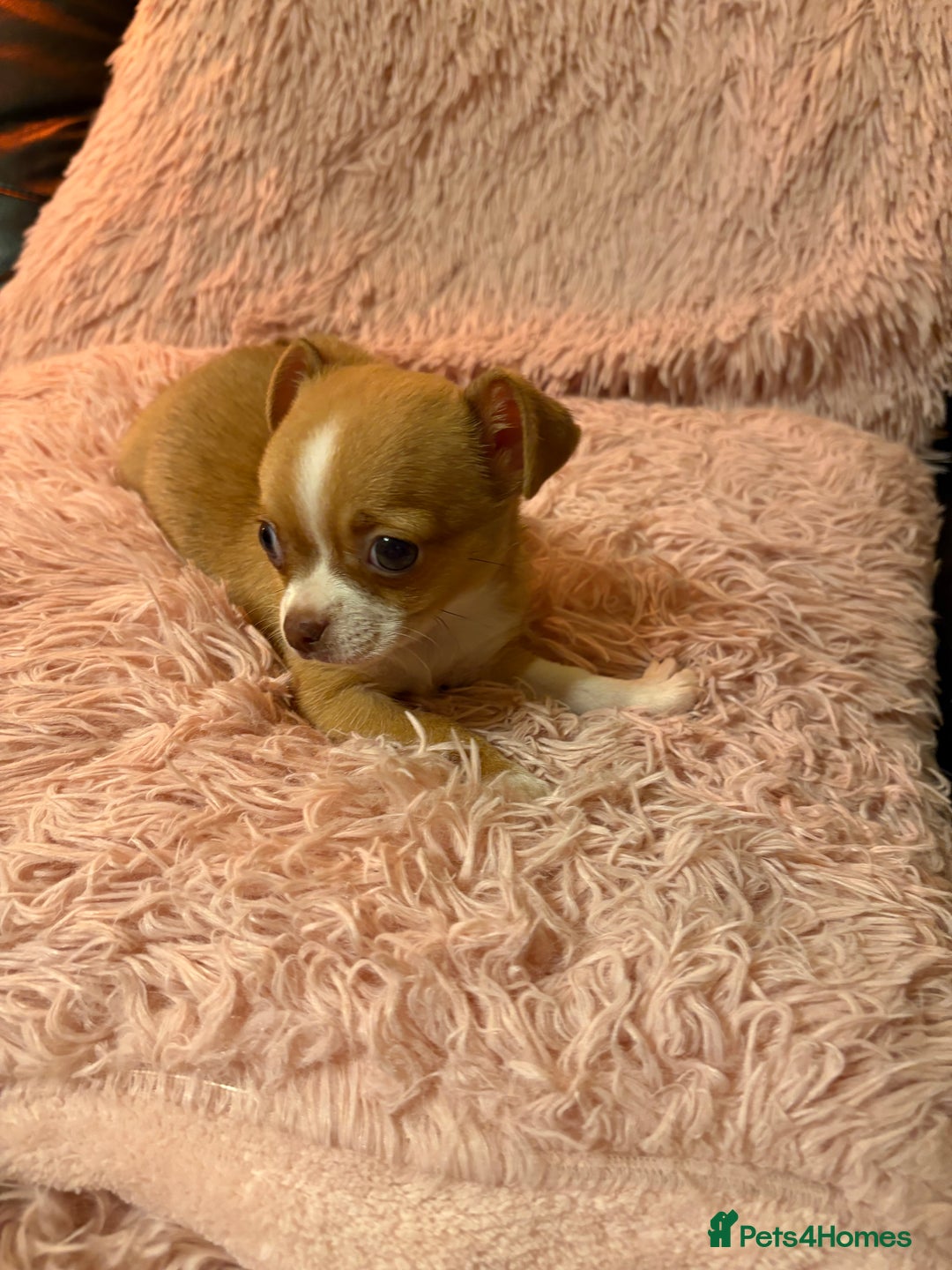 Chihuahua dogs for sale: Tiny Chihuahua puppy for sale  - Advert 6