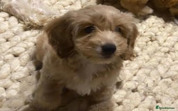 Mixed Breed dogs for sale: Toy Cockapoo puppies - Image 3