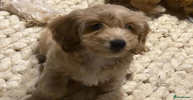Mixed Breed dogs - Advert 3