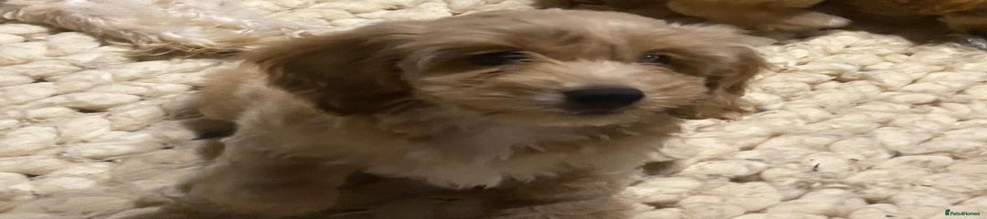 Mixed Breed Puppy 2