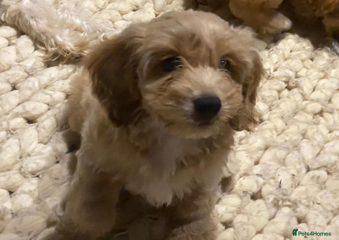 Mixed Breed dogs for sale: Toy Cockapoo puppies - Image 3