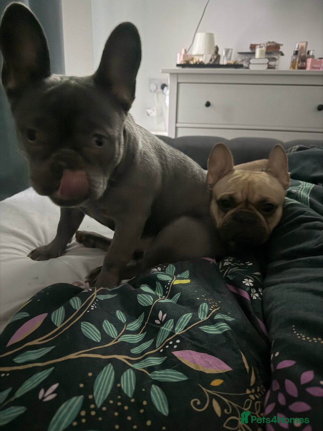 French Bulldog dogs for sale: Silver/Lilac French Bulldog Boy.  - Advert 2