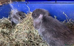 Mini Lop rabbits for sale: Mini lop babies - Image 2