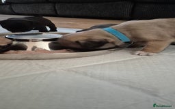 Pug dogs for sale: chipped✔️ 1st vac✔️ 2nd vac✔️ vet health check✔️  - Image 6