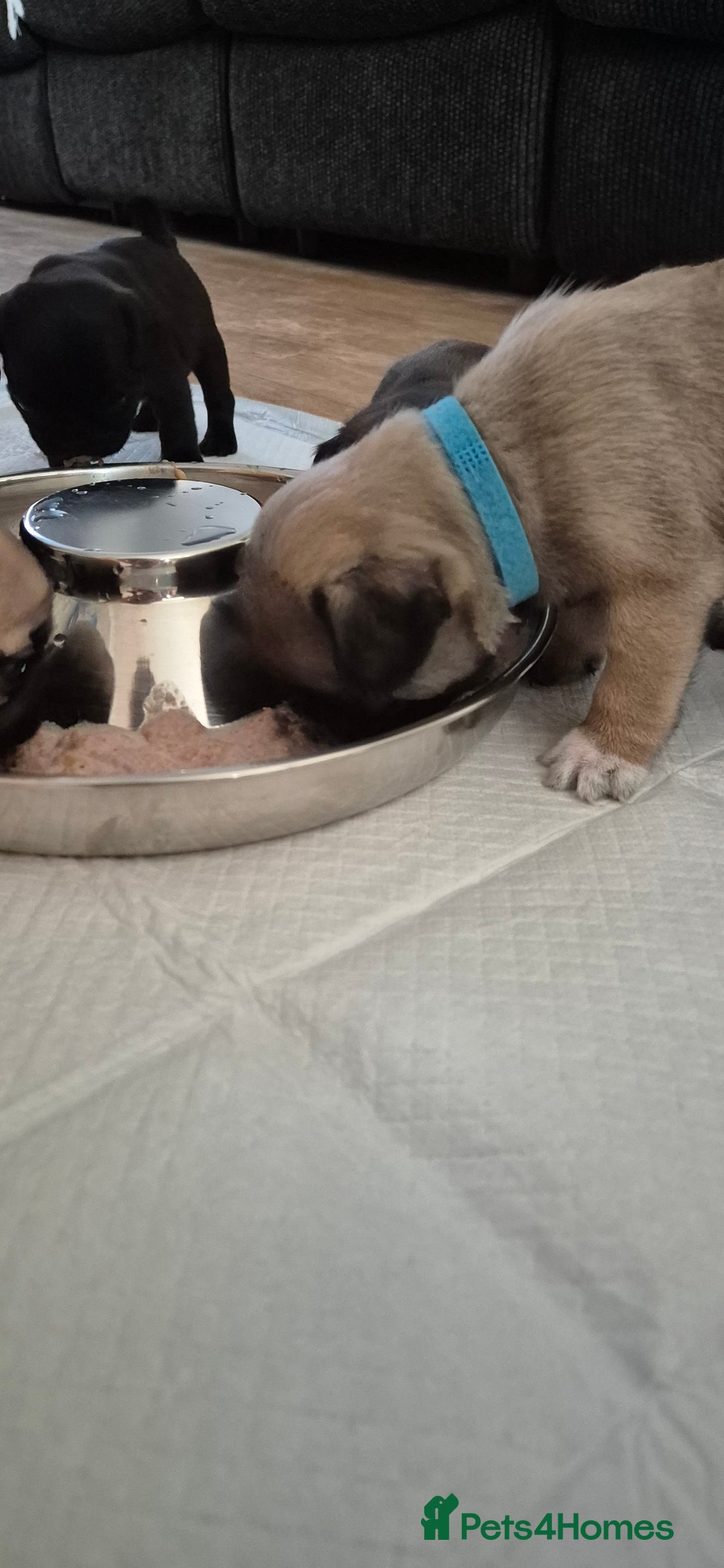 Pug dogs for sale: chipped✔️ 1st vac✔️ 2nd vac✔️ vet health check✔️  - Image 6