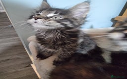 Maine Coon cats for sale: Pedigree GCCF Registered Maincoon Kittens - Image 11
