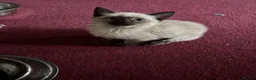 Mixed Breed cats for sale: Siamese Cross Ragdoll Kittens - Advert 3