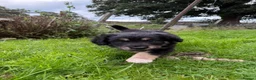 Mixed Breed dogs for sale: Border Collie x Golden Retriever pups for sale  in Glasgow - Advert 28