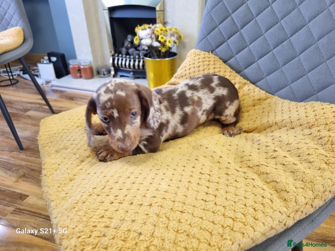 Miniature Dachshund dogs for sale: Miniature dachshund short haired puppies for sale£ - Image 12