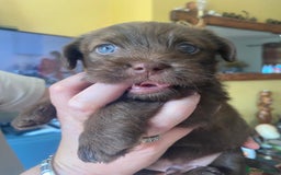 Mixed Breed dogs for sale: Brother and sister MUST stay together  - Image 5