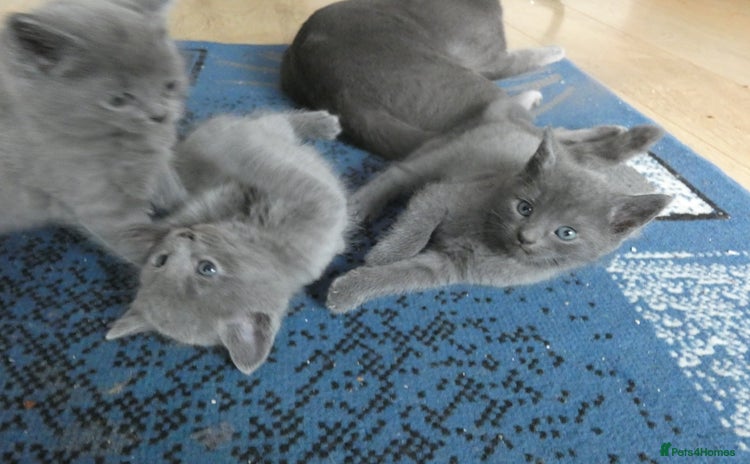 Russian Blue cats - Advert 3