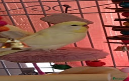 Budgerigars birds for sale: 💛 Beautiful yellow/cream budgie 💛 in Blackburn - Image 1
