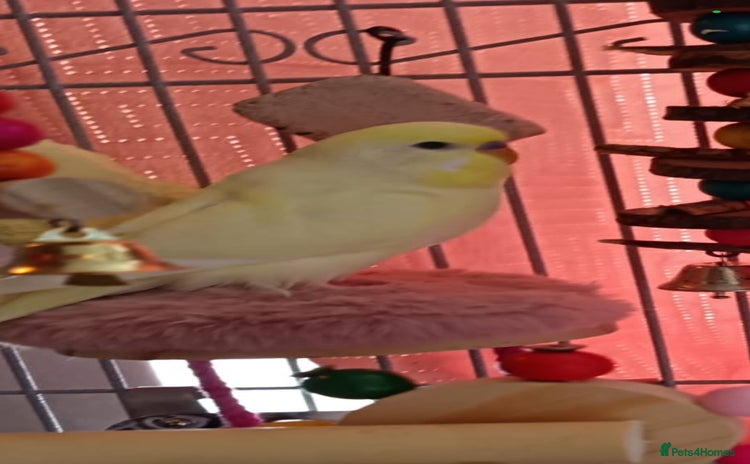 Budgerigars birds in Blackburn - Advert 1