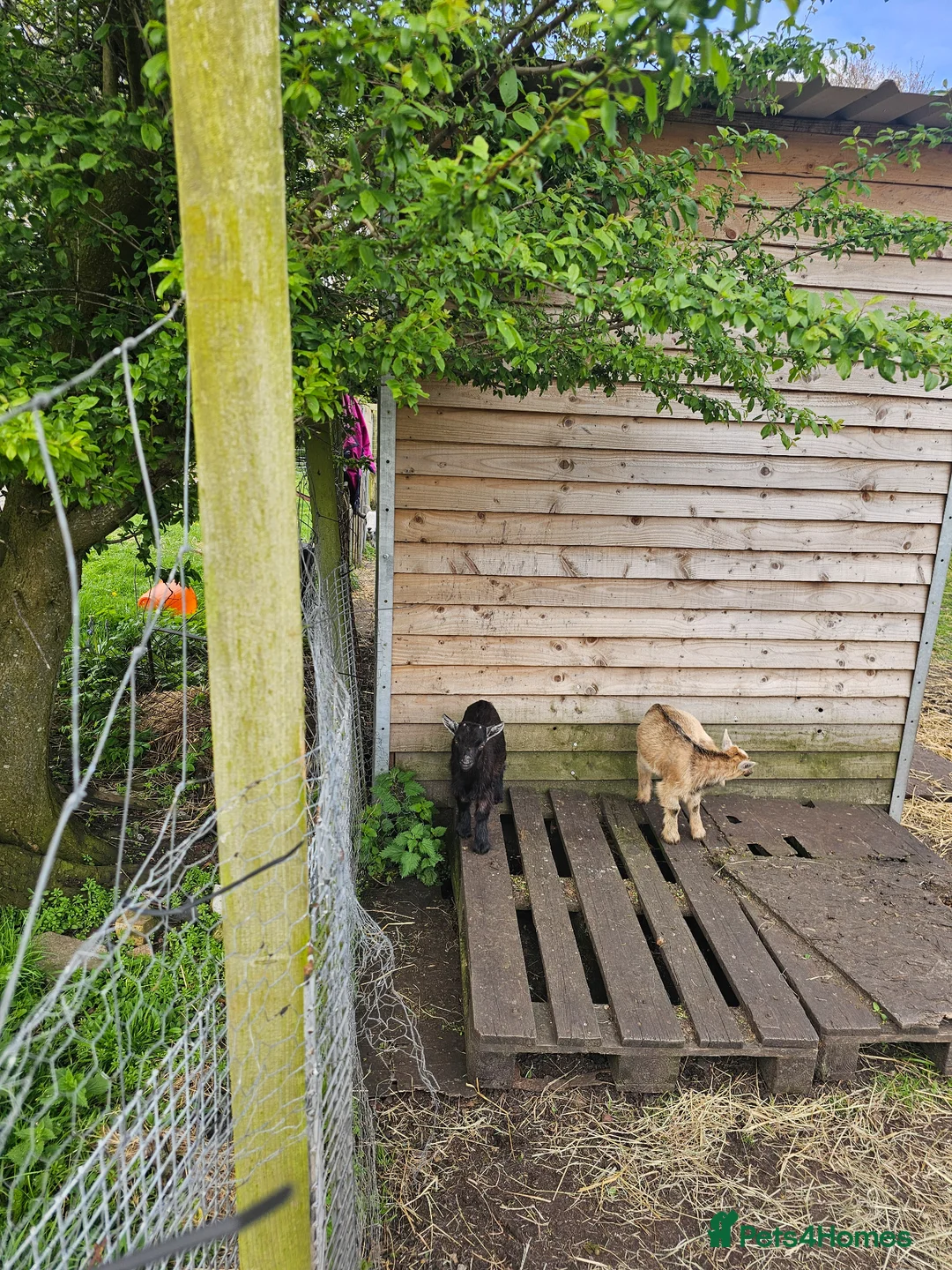 Goats livestock for sale: Pygmy goats mums and baby girl  - Advert 7