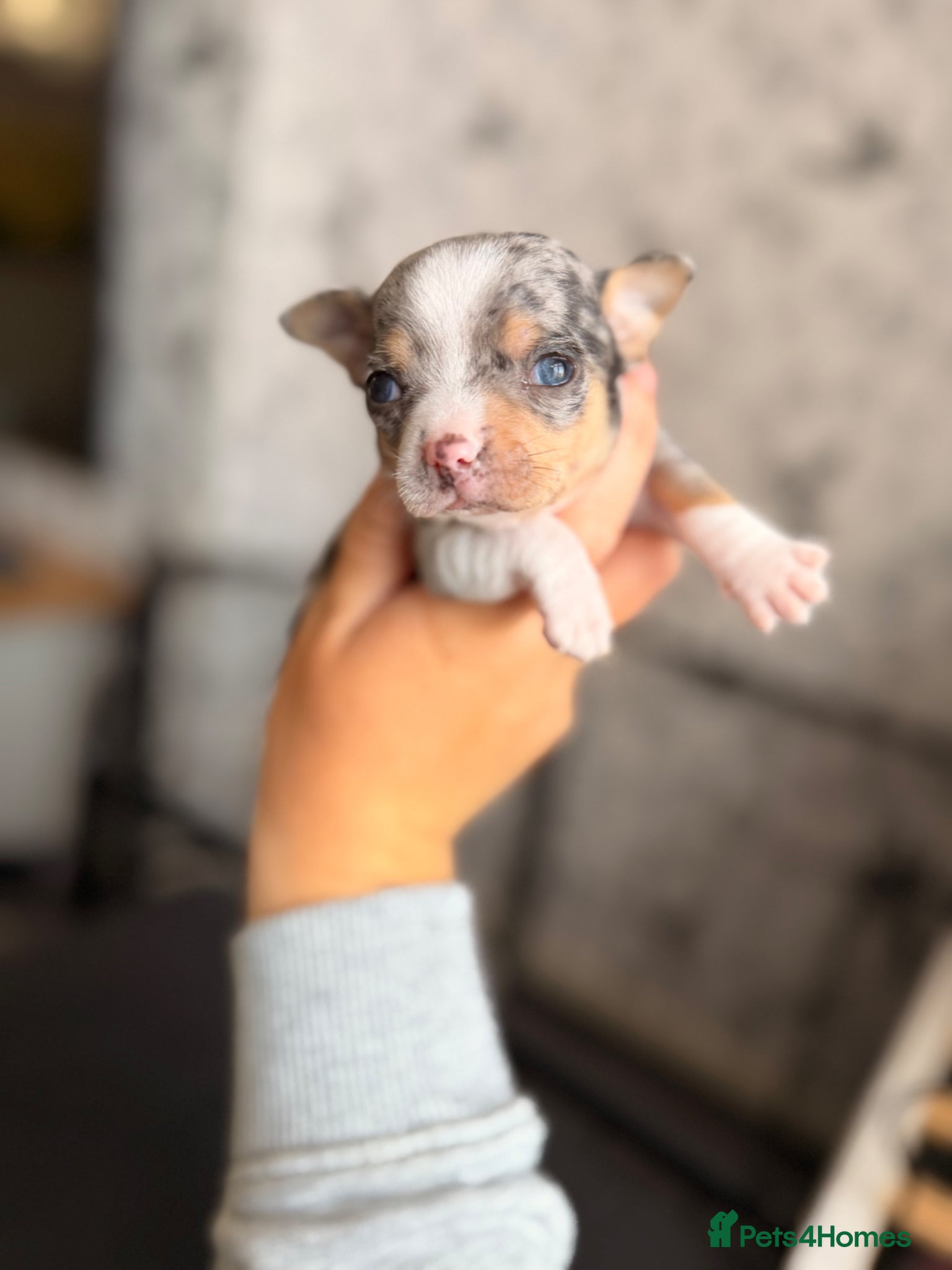 Chihuahua dogs for sale: Two male chihuahua puppies - Advert 6
