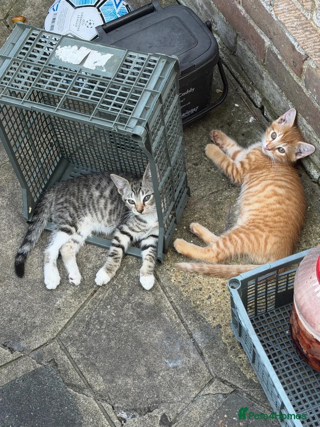 Mixed Breed cats for sale: pet kittens for sale  in London - Advert 2
