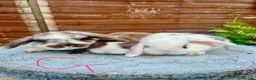 Mini Lop rabbits for sale: Gorgeous mini lops  - Advert 9