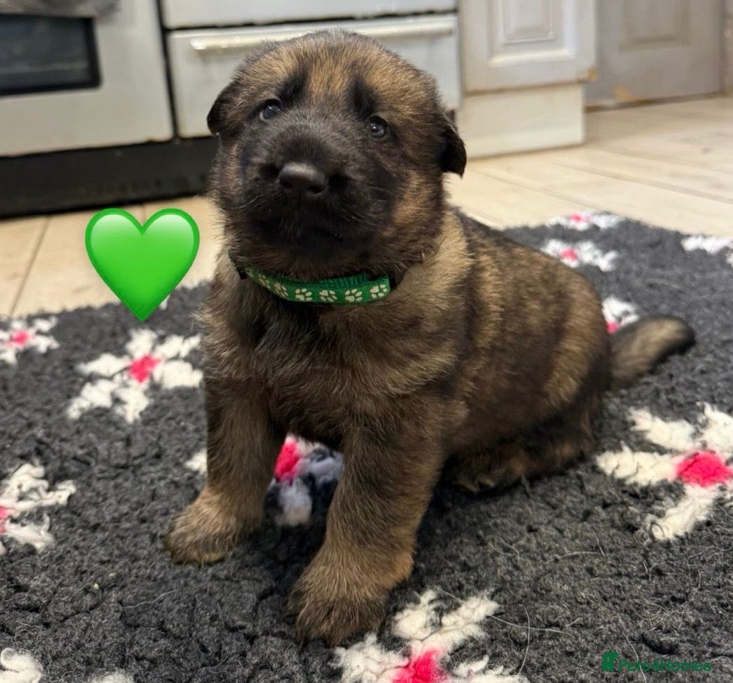 German Shepherd dogs ✨Extensively Health Tested KC Registered pups ✨ - Advert 12