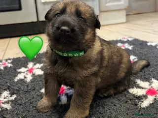 German Shepherd dogs ✨Extensively Health Tested KC Registered pups ✨ - Advert 12