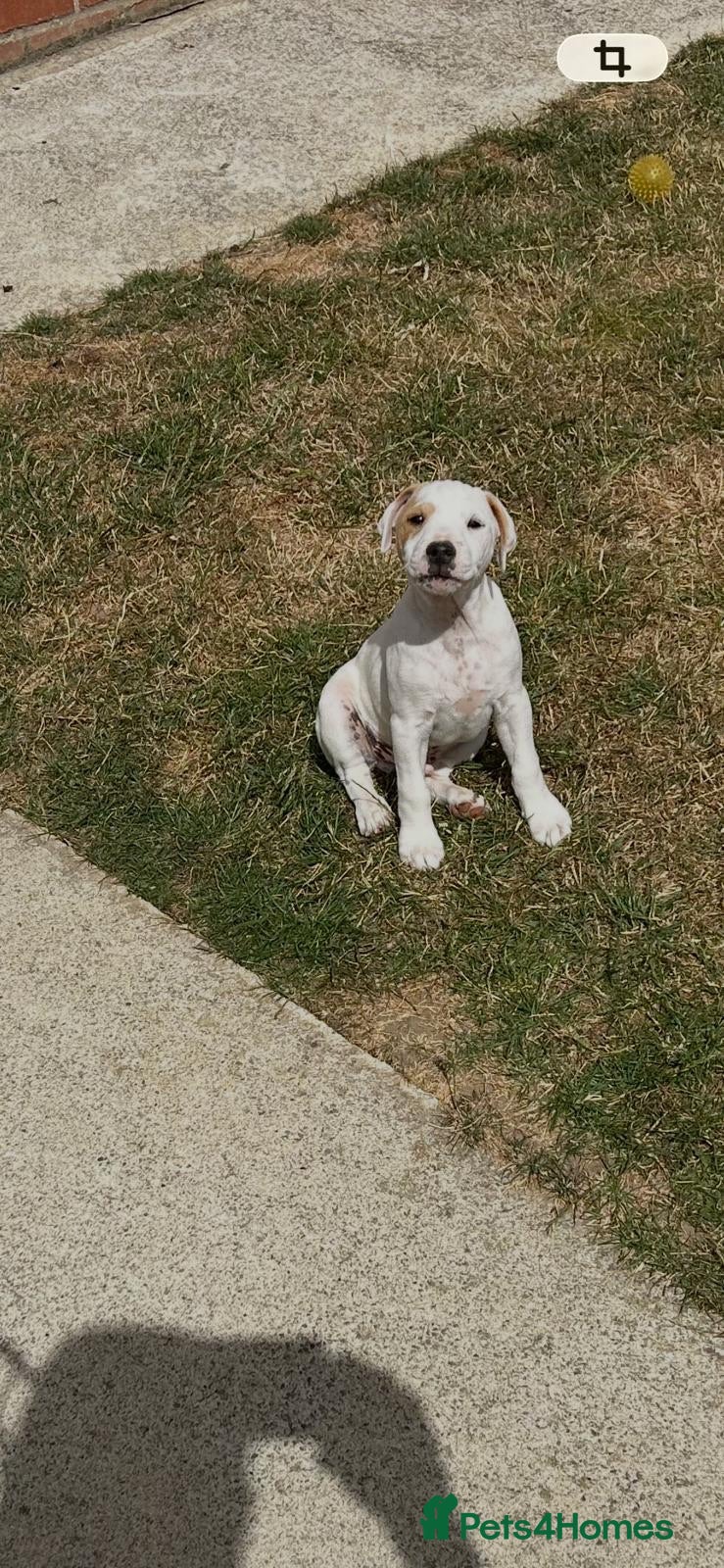 Jack Russell dogs Jack Russell Dog Pups for sale  - Advert 2