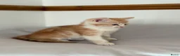 Scottish Fold cats for sale: Scottish fold and Scottish straight  - Advert 11