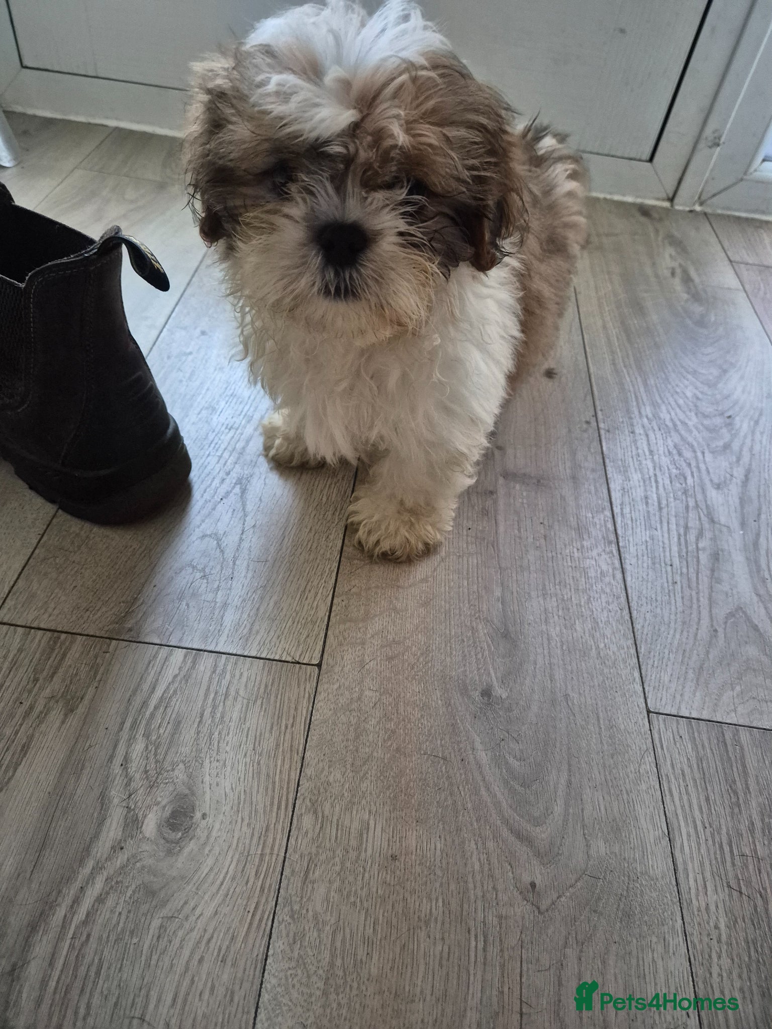 Shih Tzu dogs Hugo is the last of the litter - Advert 2