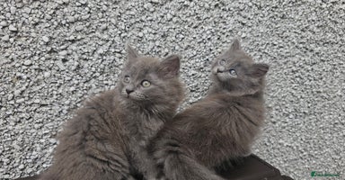 Ragdoll cats - Advert 7