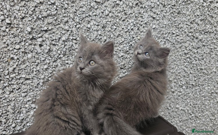 Ragdoll cats - Advert 3