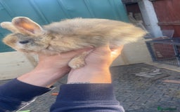 Lionhead rabbits for sale: Baby Male now ready for a new home - Image 4