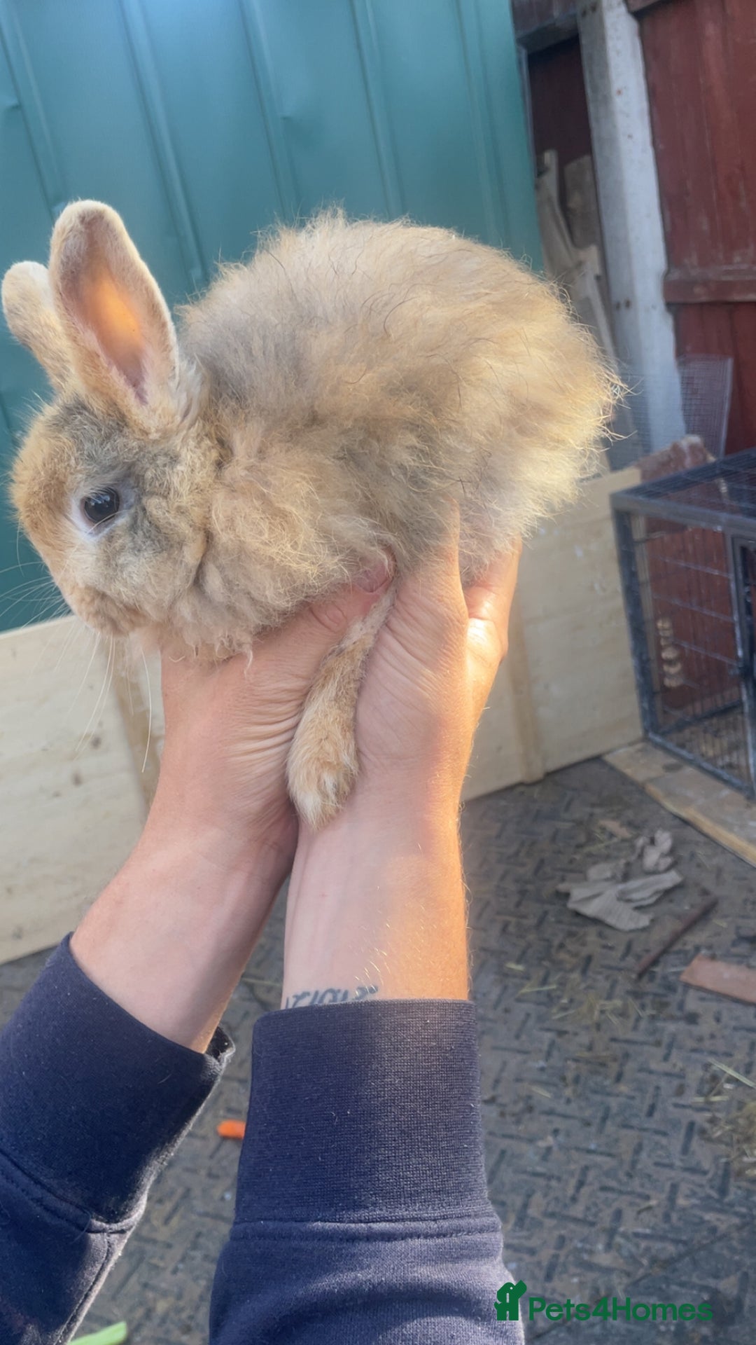 Lionhead rabbits for sale: Baby Male now ready for a new home - Image 4