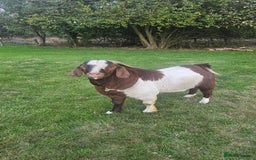 Goats livestock for sale: Pedigree Proven Boer Buck - Image 3