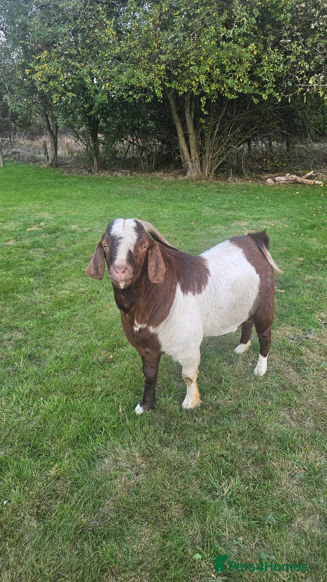 Goats livestock for sale: Pedigree Proven Boer Buck - Image 3