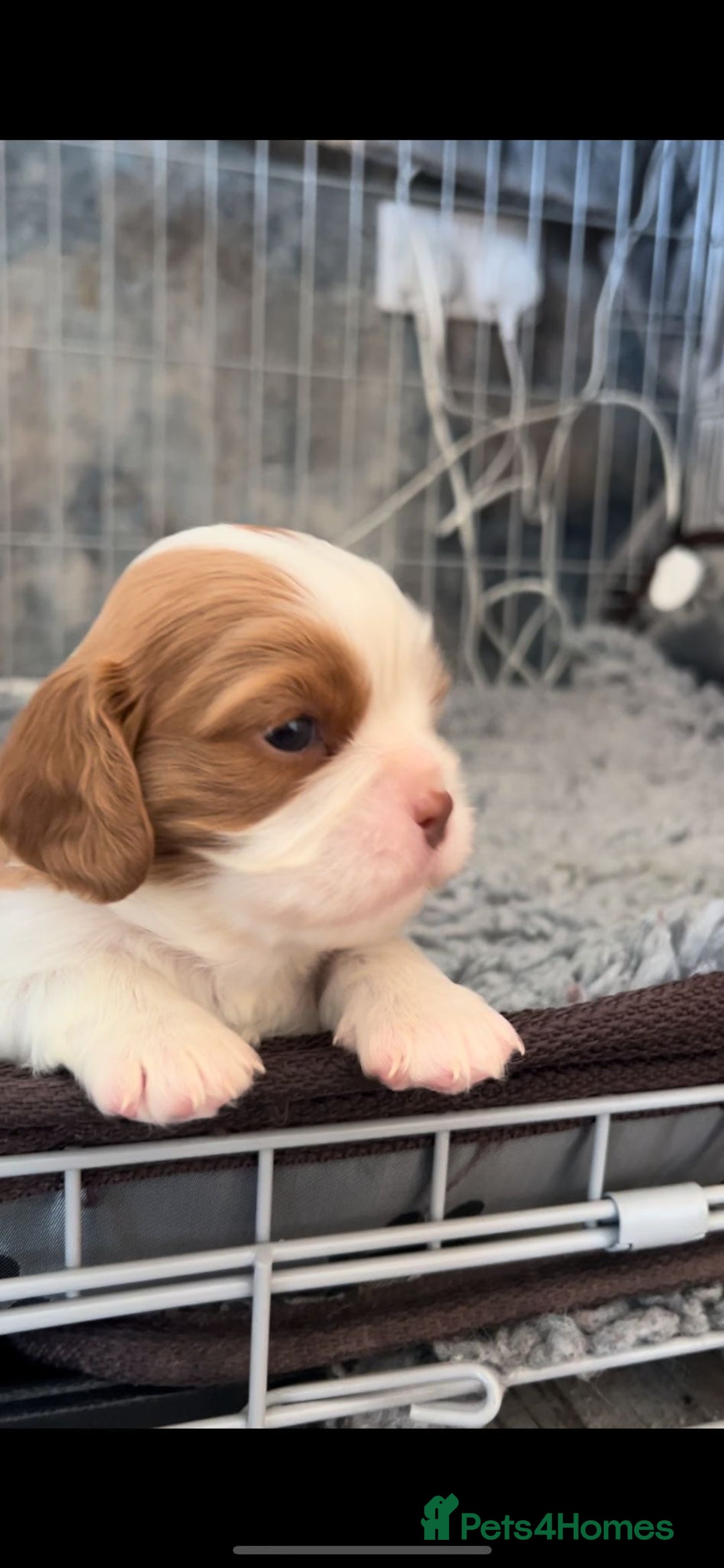 Cavalier King Charles Spaniel dogs for sale: Chocolate Kc reg cavalier King Charles - Advert 16